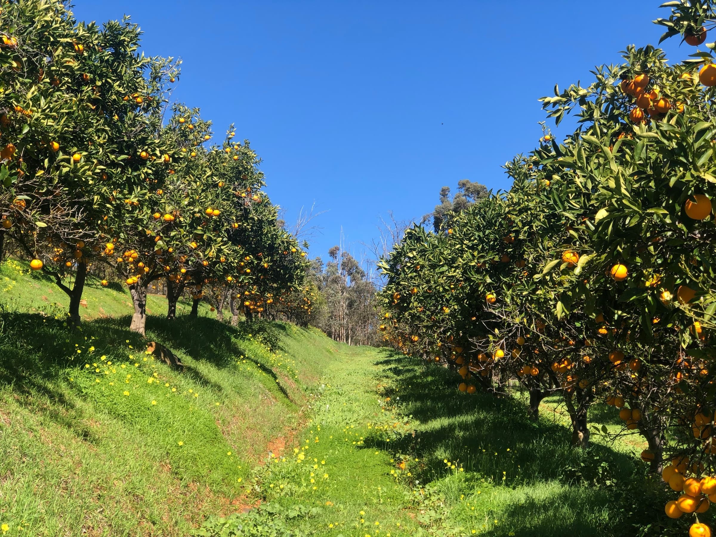 Rows of orange trees heavy with fruit in a sunny citrus orchard, the kind of setting we work with for landscaping in La Feria, TX