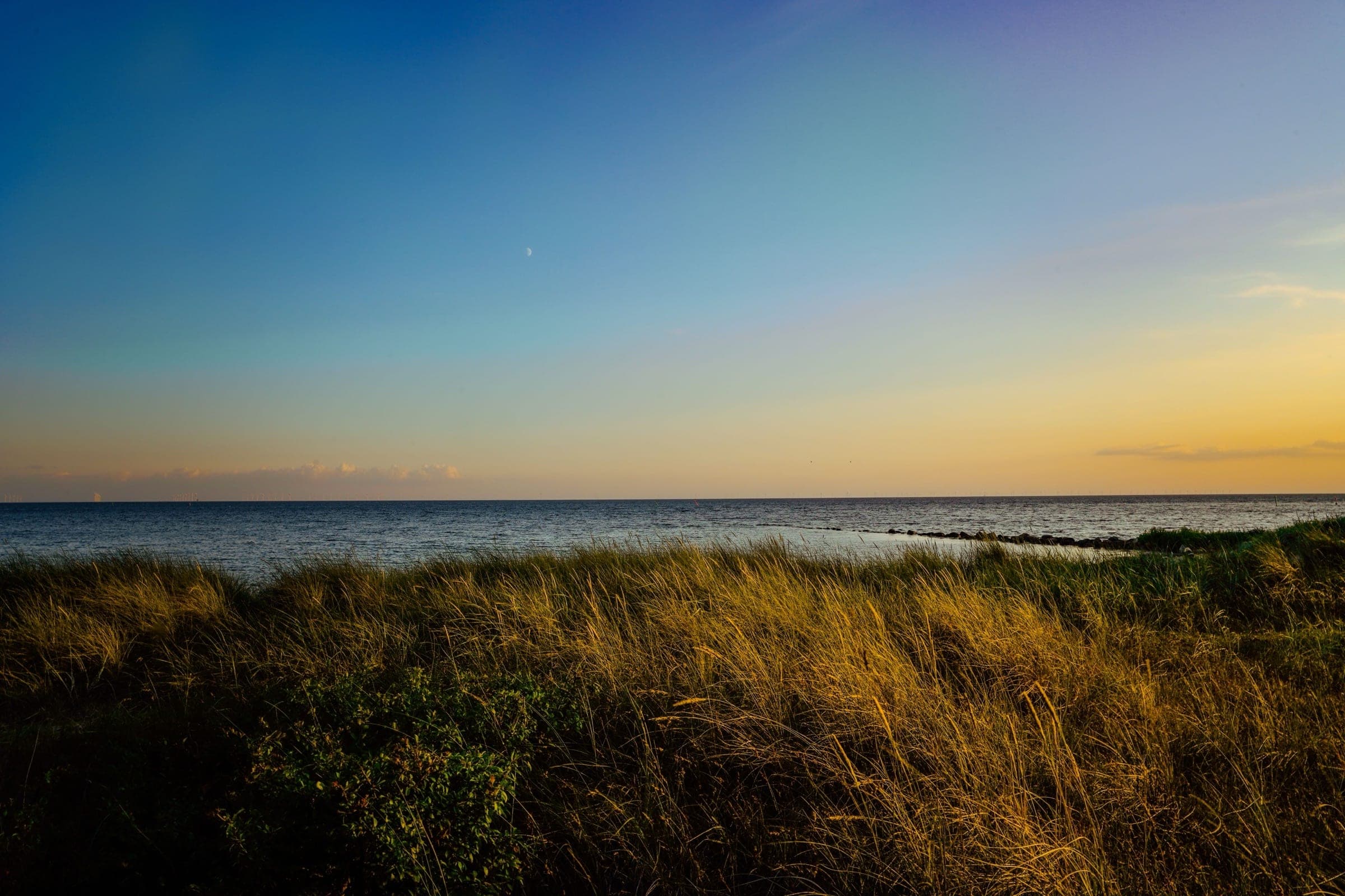 Tall coastal grasses at the edge of a calm bay in evening light, the kind of setting we work with for landscaping in Laguna Vista, TX