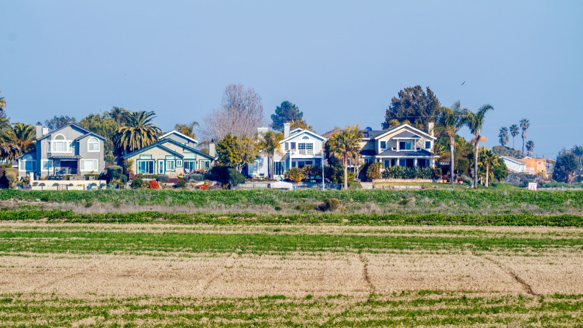 Row of homes with palm trees and landscaped yards behind a flat farm field, the kind of setting we work with for landscaping in Los Fresnos, TX